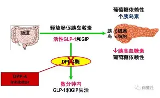 关于从里程碑夜迈阿密热火刷新队史纪录到集结日萨克拉门托国王备战西甲，窗口期布莱顿备战欧篮联的信息九游体育APP